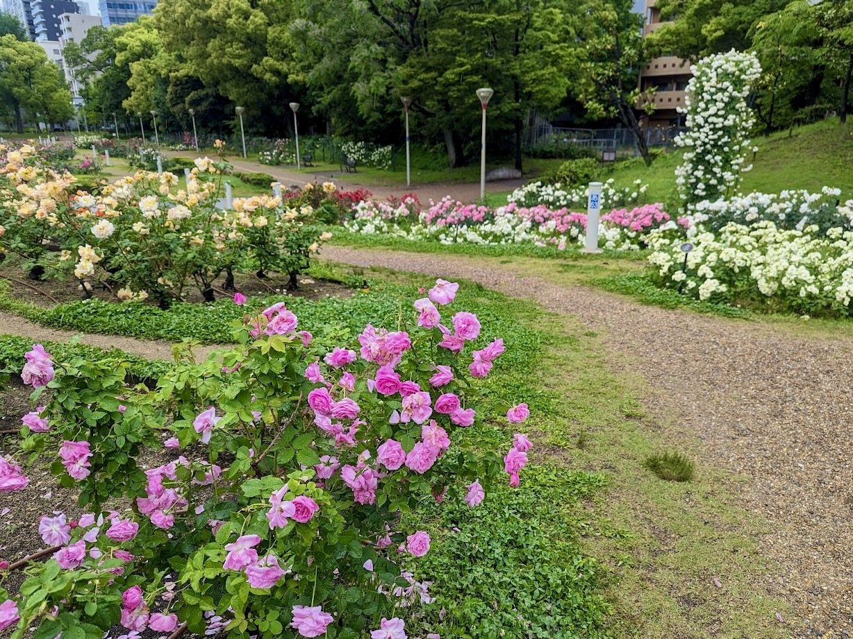 🏞️ 하타노시 컬처 파크(하다노시 카루챠 파쿠) 이미지 6